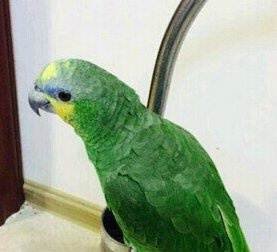 青绿顶亚马逊鹦鹉的外形特征