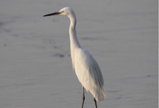 五年级上册白鹭 生字组词