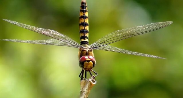 蜻蜓是益虫还是害虫