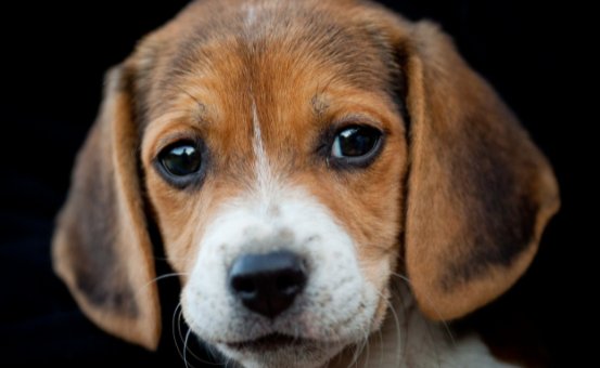 虎年新欢寻来，不负相遇的生肖，你知道有哪些生肖吗？