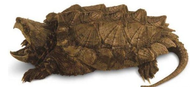 最可怕的乌龟是哪一种?