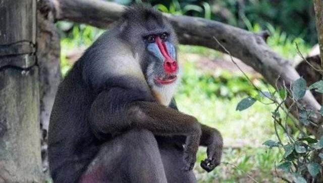 世界上最大的猴子是什么猴 彩面山魈资料图片是什么