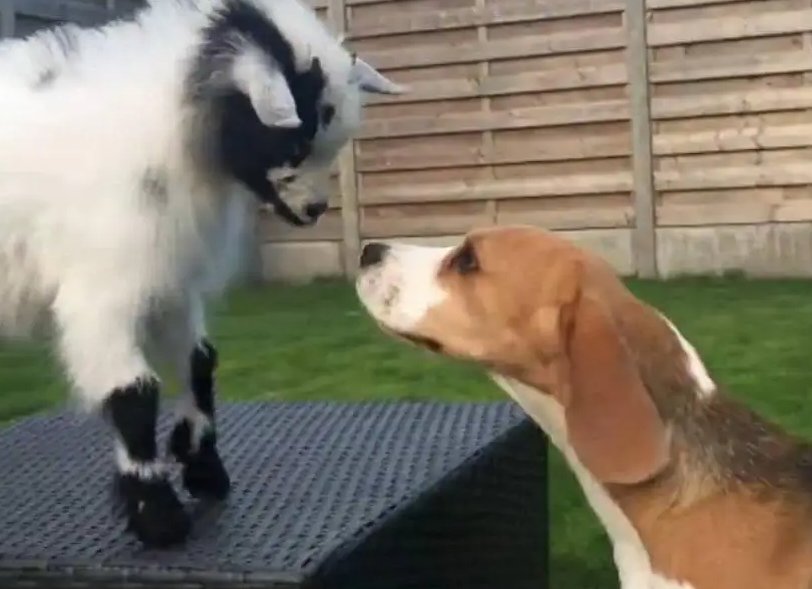 小羊“身怀绝技”学狗叫,吓懵同伴,主人又是怎么跟它说的呢?