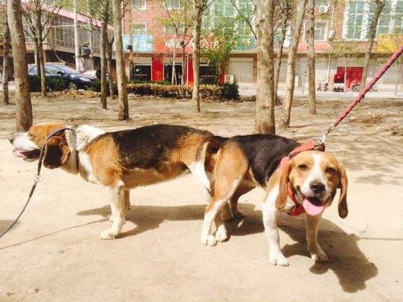 公狗的阴茎是怎样脱出的？