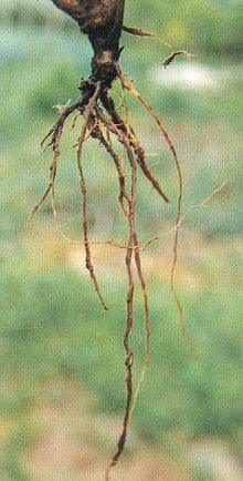 蛇莓根的植物学特征？