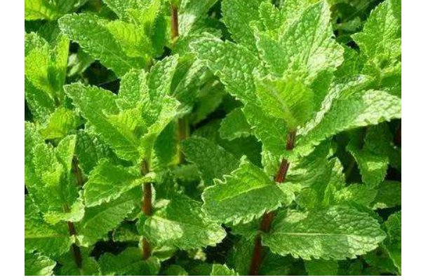 四川有一种叫鱼香的植物学名叫什么