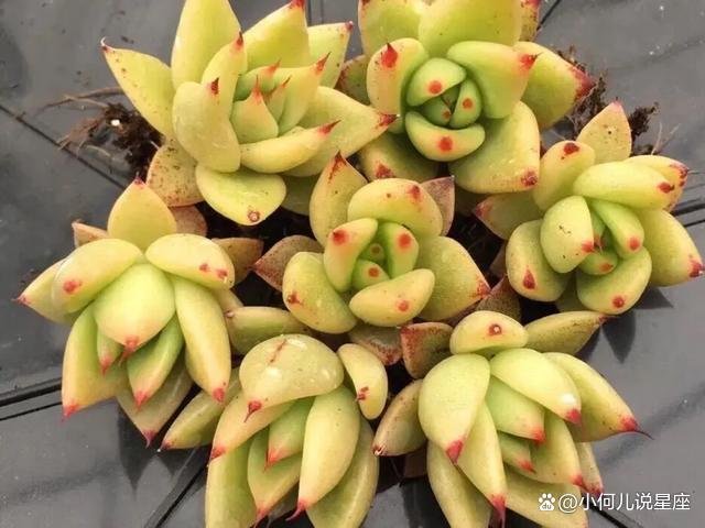 多肉植物色彩斑斓之黄色系多肉，一起来了解一下？