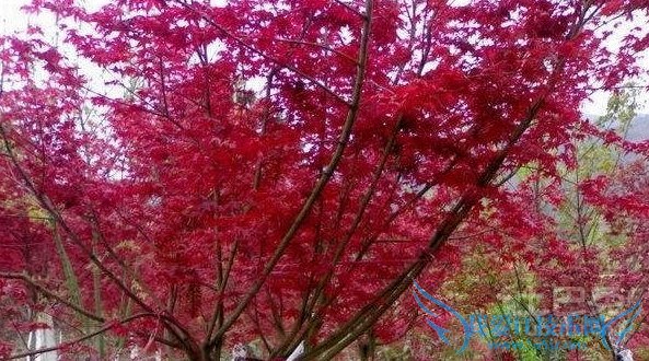 秋红枫的介绍