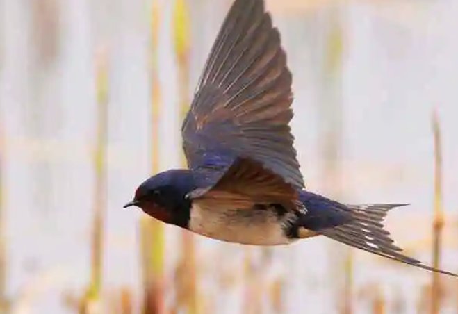 白露节气是什么来历