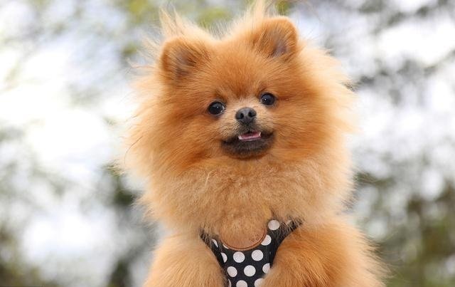 泰迪为什么那么活泼，每次一回到家就不停的弄我，舔我，和脸，一直贴着人，非常非常兴奋的样子，不管你忙