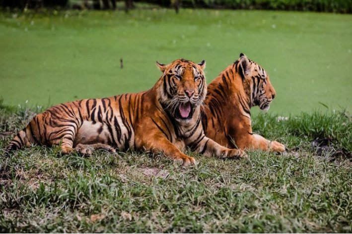 轻浪浮簿打一生肖