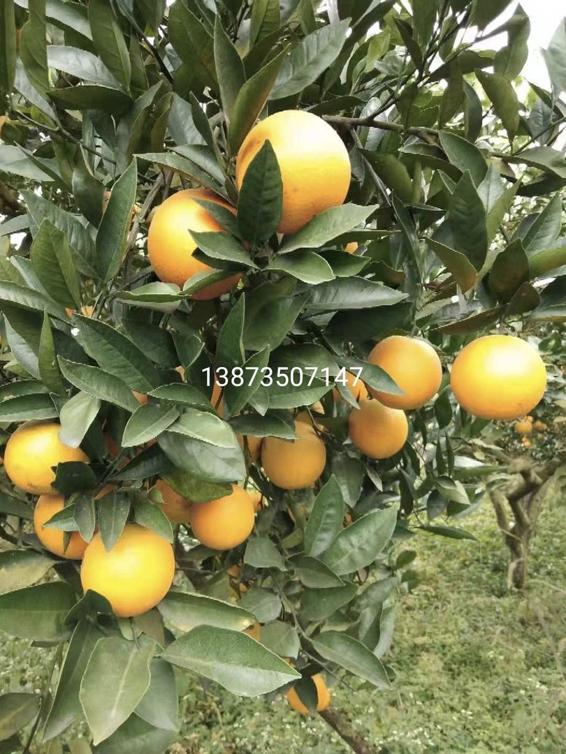 冰橙子的主要产地