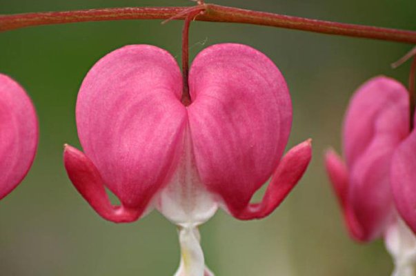 绾绾是什么意思