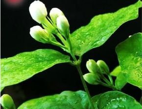 茉莉酮酸的简介