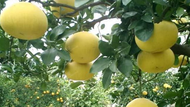 柚子放的时间长了，会变质吗