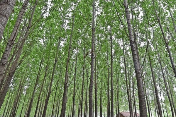 植物10首很短的现代诗四年级