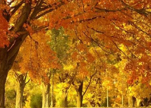 秋天的雨一文从什么什么和什么三方面描写了秋天