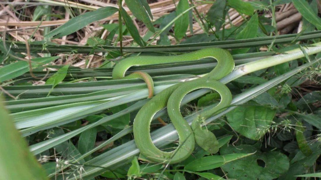 重庆一女子在路边散步被蛇咬伤，夏季蛇虫的活动为何会变得如此频繁？