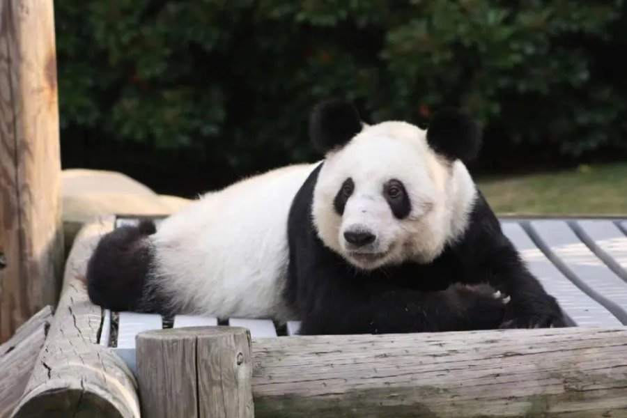 丫丫小尖脸变成小圆脸了