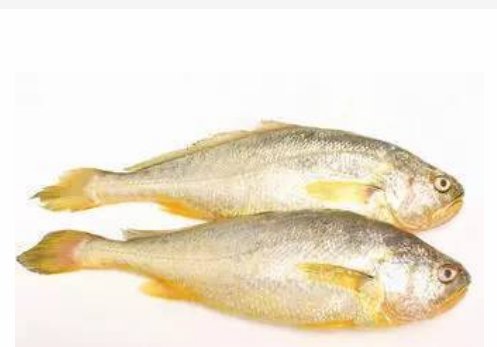 黄花鱼多少钱一斤