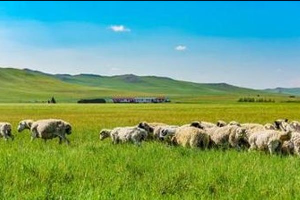 内蒙古发生重大刑事案件,事情的起因是什么?