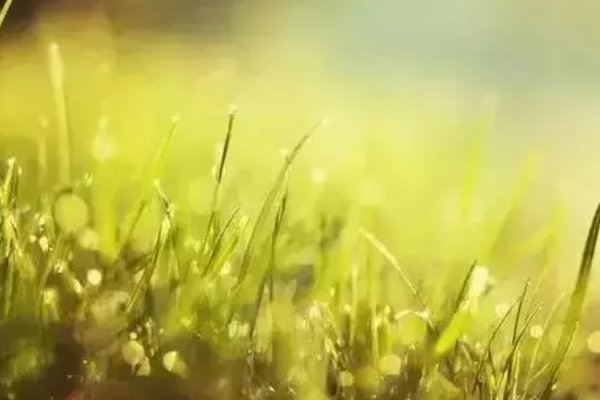 做人如草是什么意思？