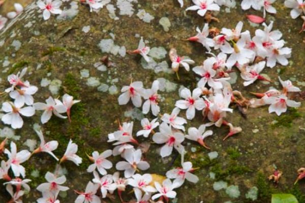 缘聚缘散缘如水，花开花落花如梦。是什么意思？