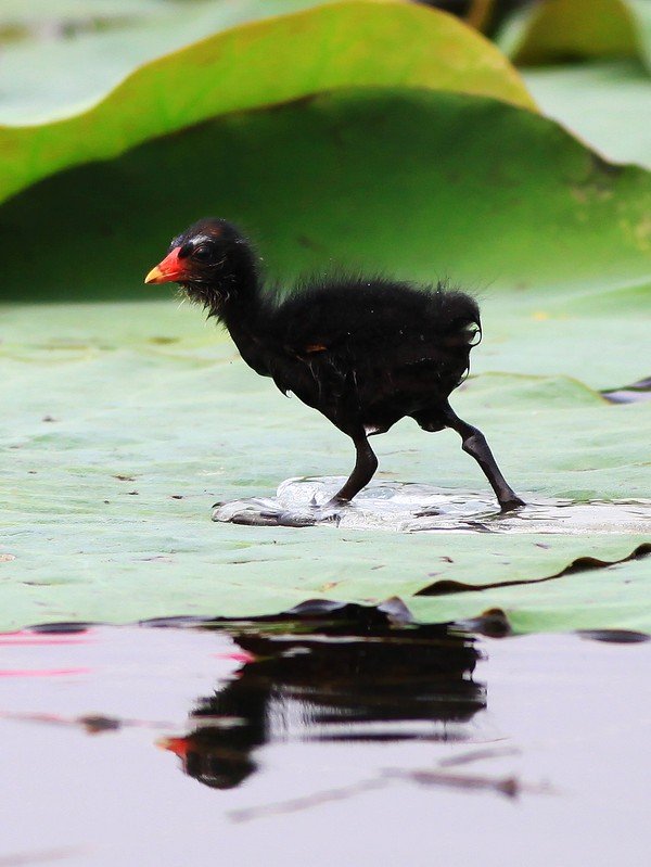 这叫什么?_?是小鸟吗？