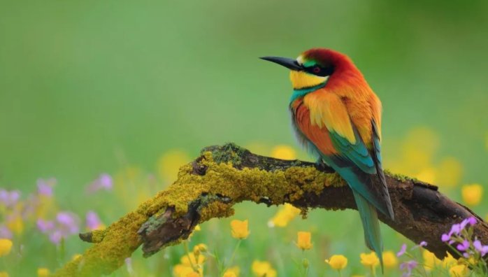 birdsong什么意思