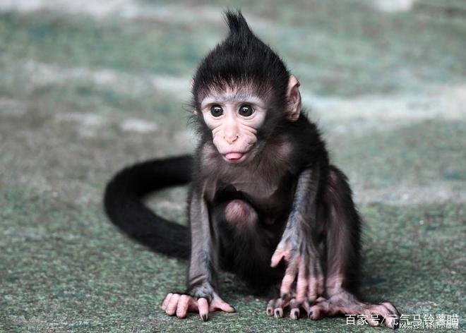 猴痘不是新版天花,这两种病毒有何区别?