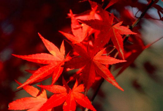 关于 红枫和鸡爪槭有什么区别呢？