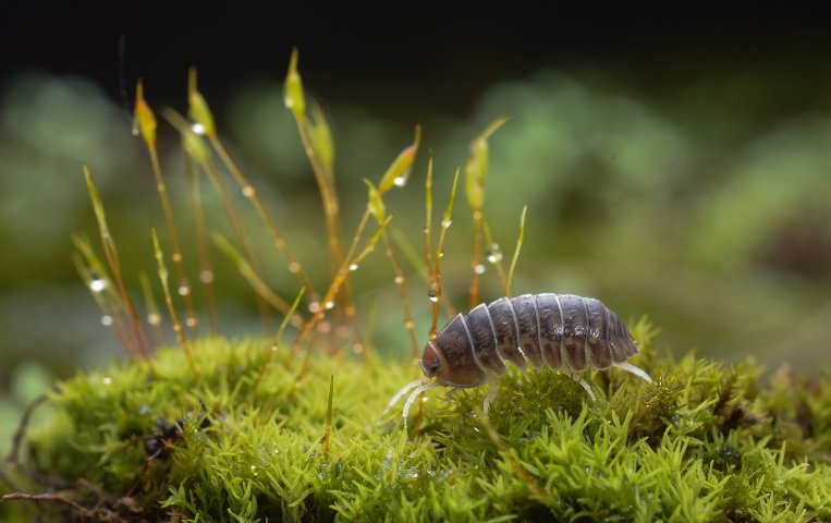 光照对鼠妇的生活有影响吗作出假设