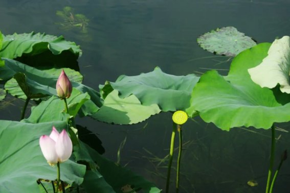 淡雅什么意思解释