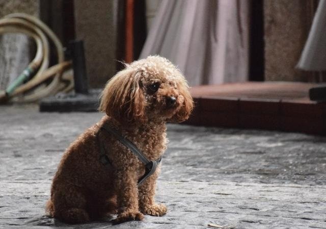 泰迪为什么那么活泼，每次一回到家就不停的弄我，舔我，和脸，一直贴着人，非常非常兴奋的样子，不管你忙