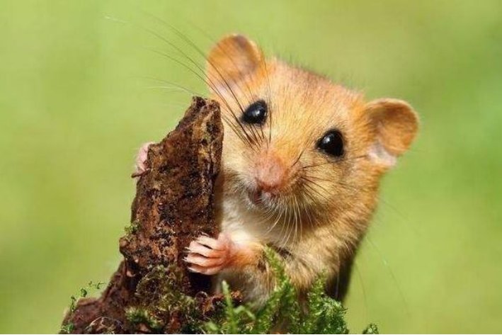 轻浪浮簿打一生肖