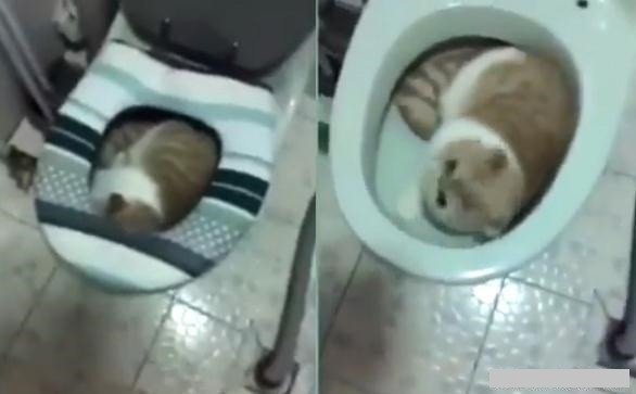 “方翠花你给我出来”怎么突然火了