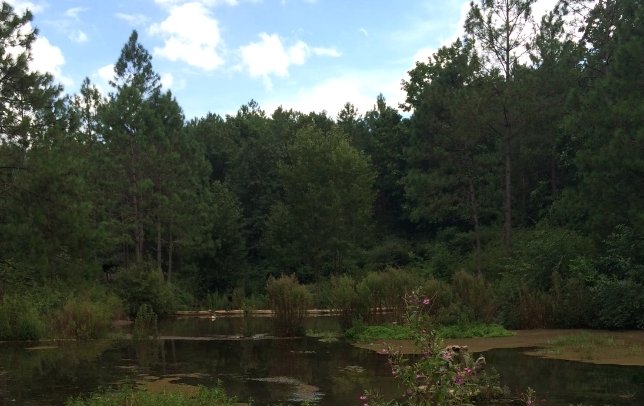 亚热带季风气候主要有什么特点？