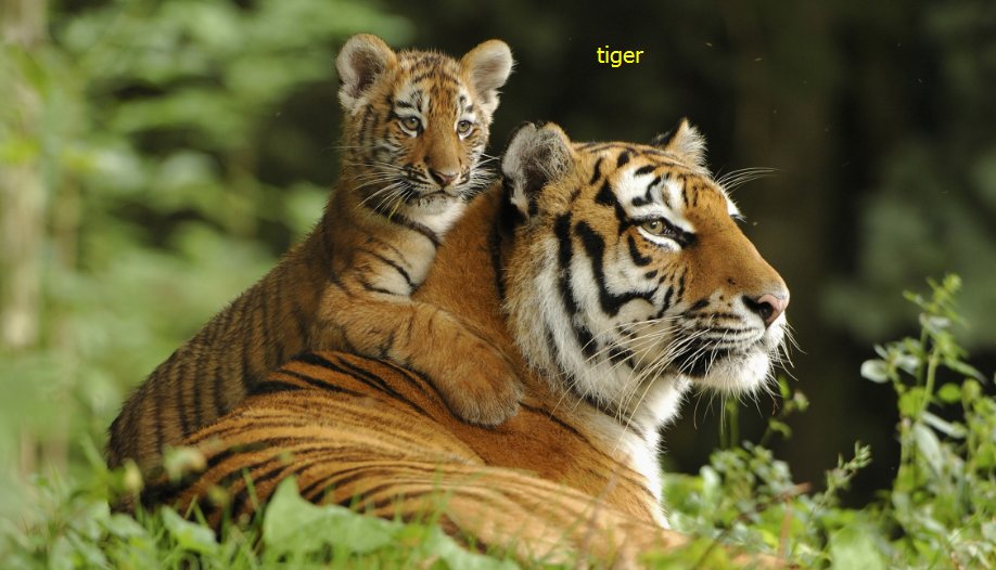 tiger的中文解释是什么意思？