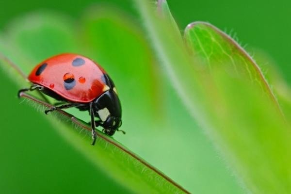 做一份简单的昆虫备忘录怎么写