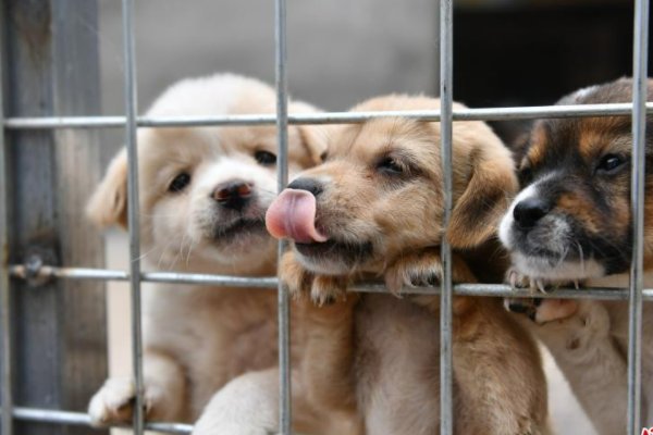 芜湖宠物救助中心在哪里