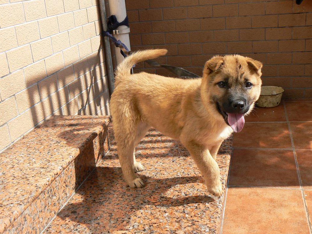 狗拿耗子的歇后语是什么？