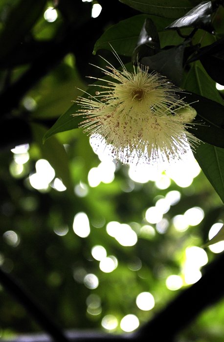 水晶蒲桃的介绍