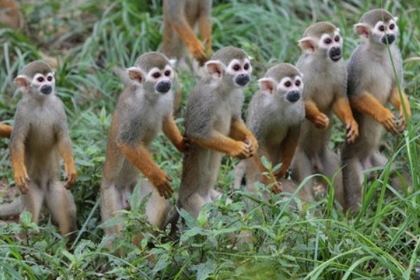 最长的动物名字