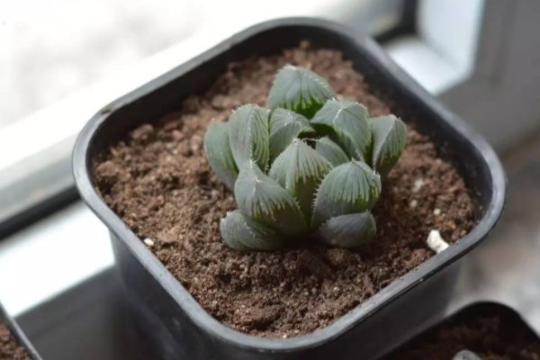 玉露壮根的方法