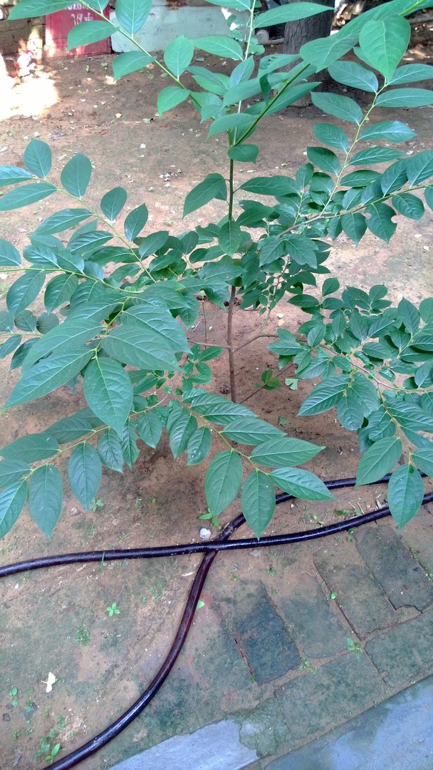 人参果树是真是假