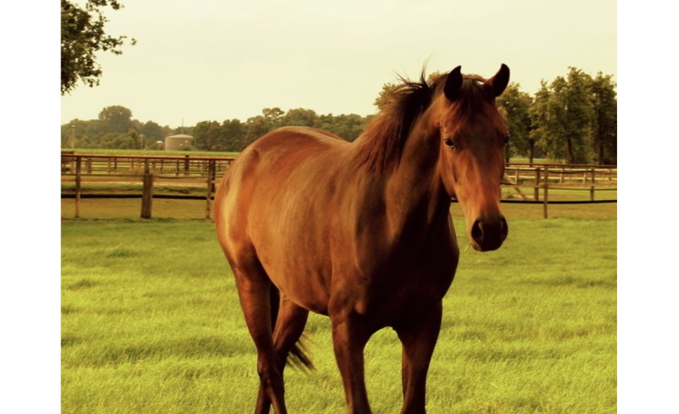 一匹马要多少钱？