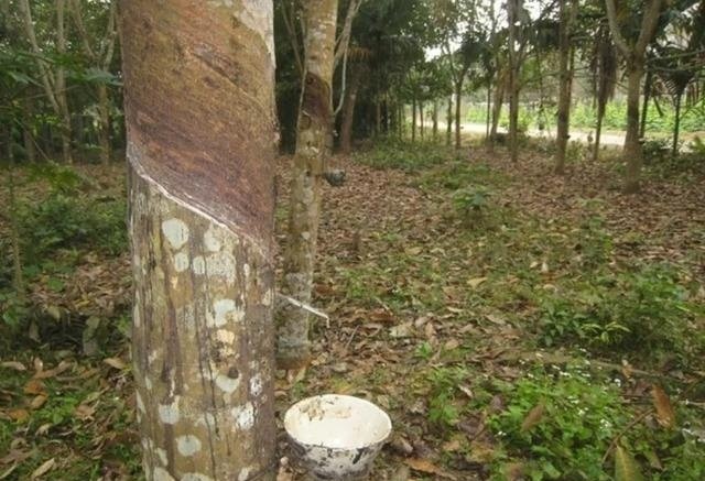 重庆一女子在路边散步被蛇咬伤，夏季蛇虫的活动为何会变得如此频繁？