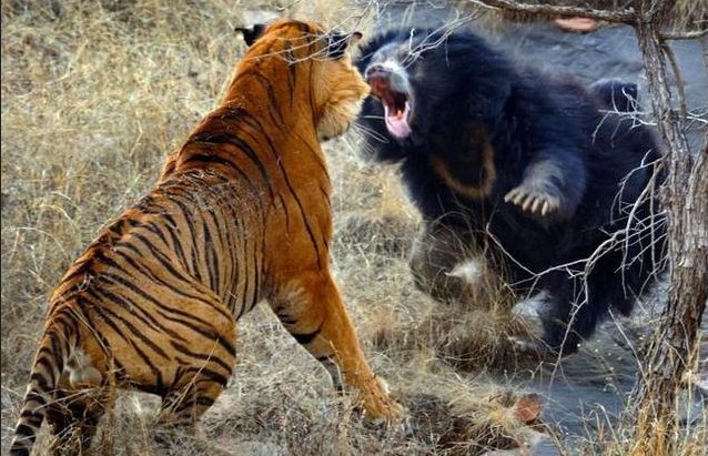 敢和老虎打架的动物是什么？