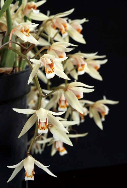 栗鳞贝母兰的生长习性