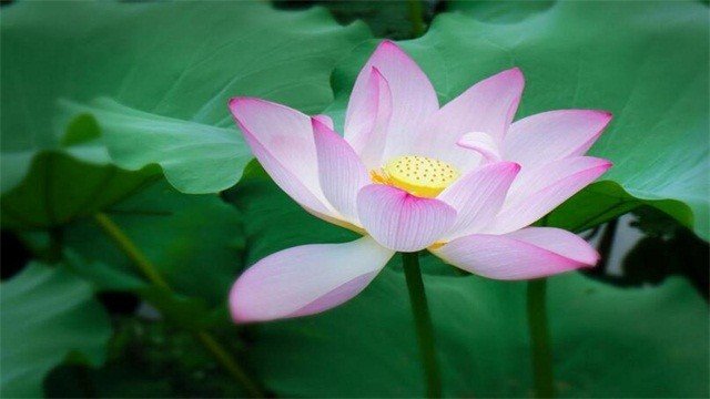 倒插莲花是什么样子的意思